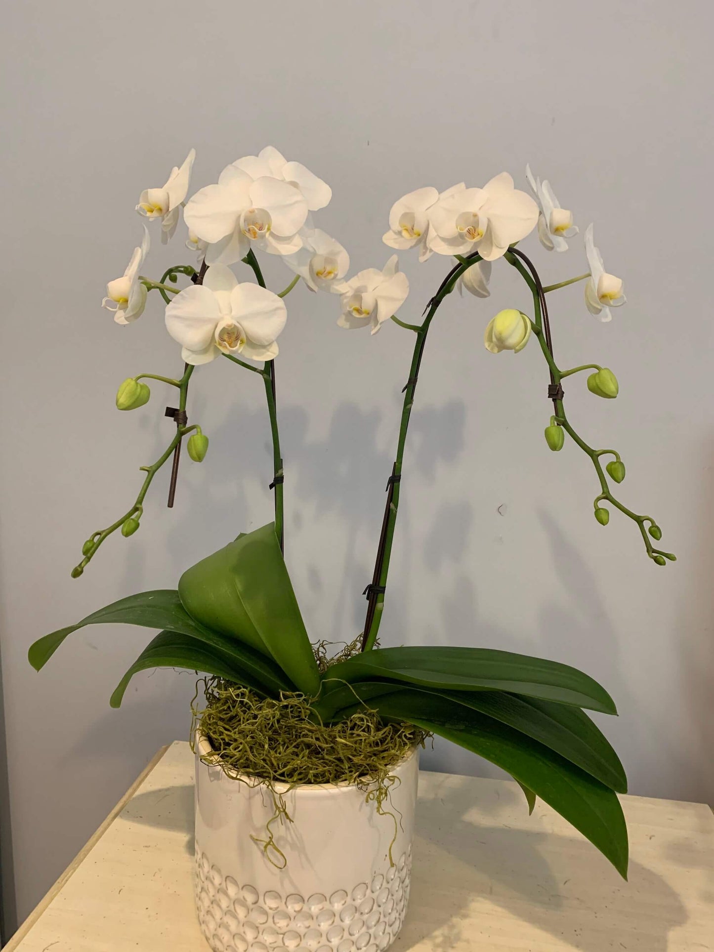 Crystal Frost Orchid