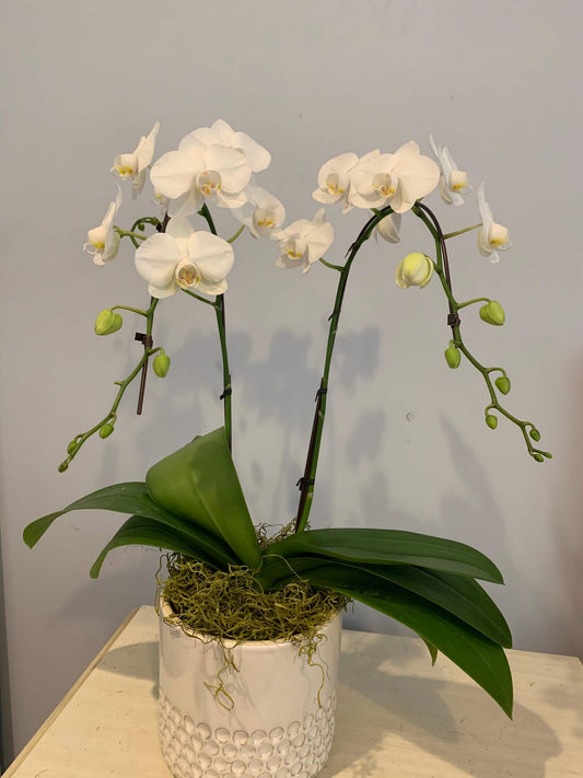 Crystal Frost Orchid
