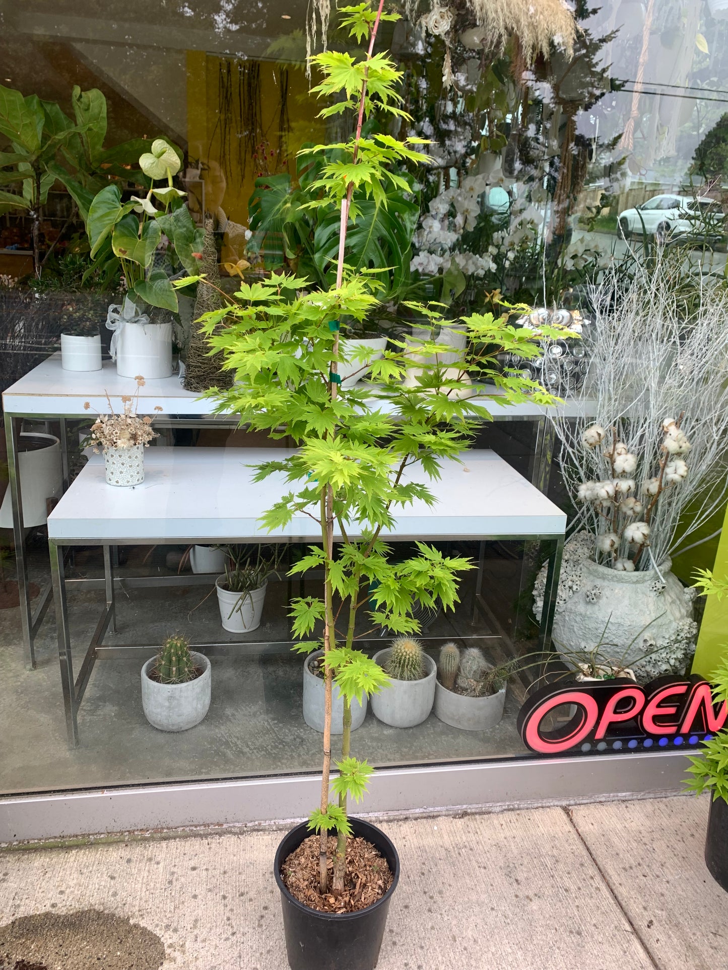 Acer shirasawanum 'Tenuifolium' – Full Moon Japanese Maple