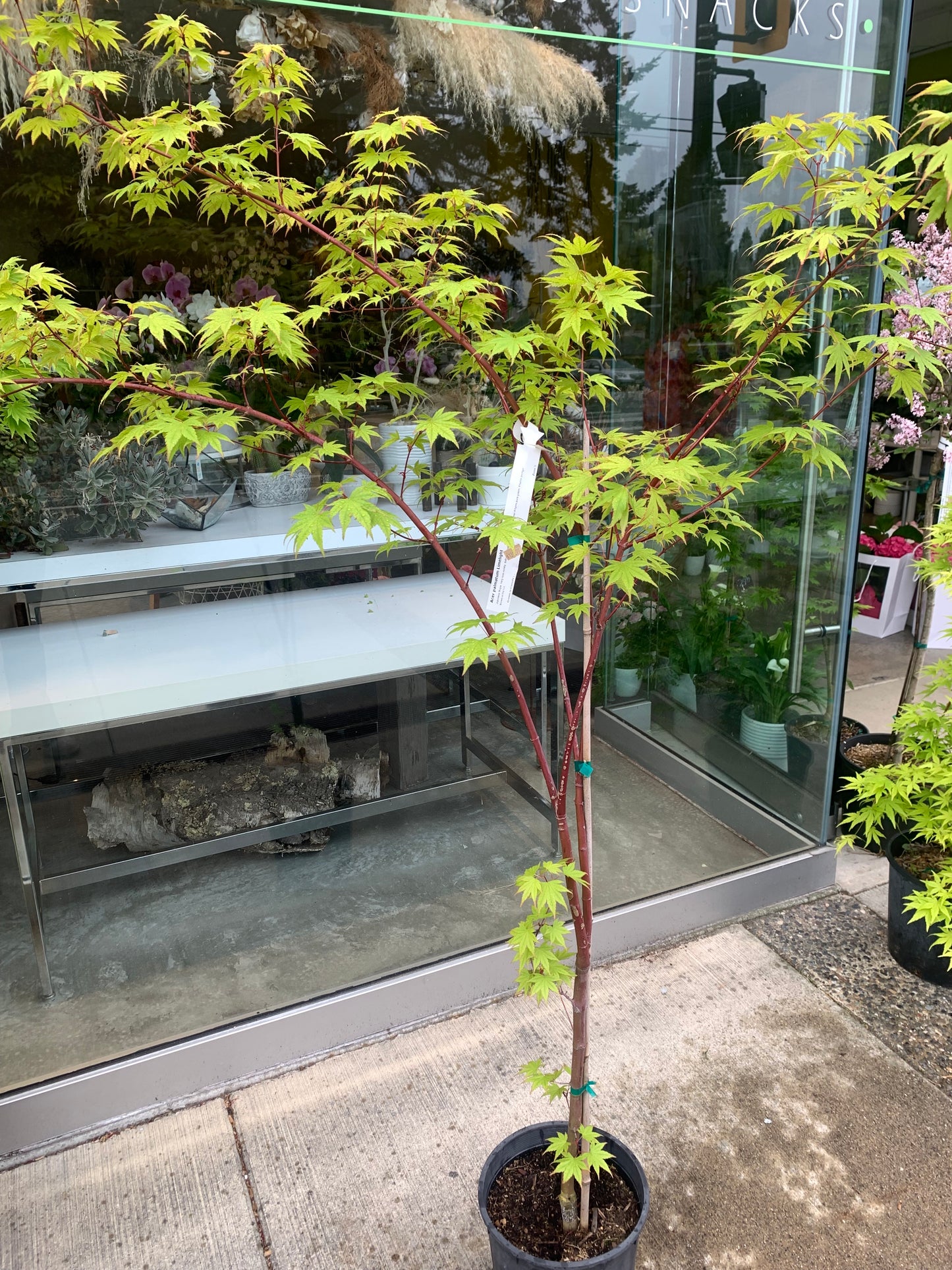 Acer palmatum 'Limelight' – Rare Japanese Maple
