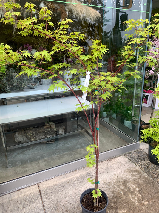 Acer palmatum 'Limelight' – Rare Japanese Maple