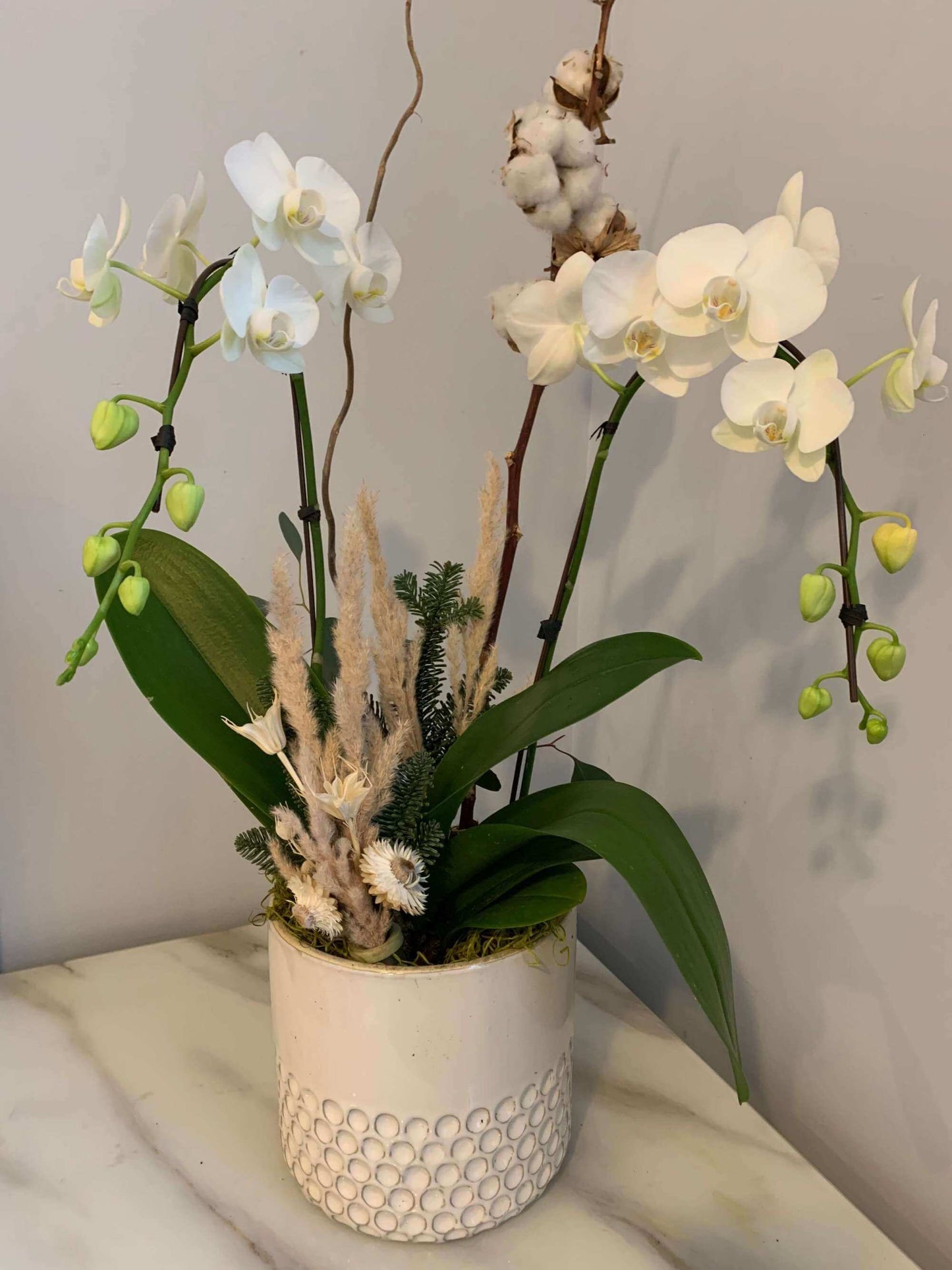 Majectic Orchid