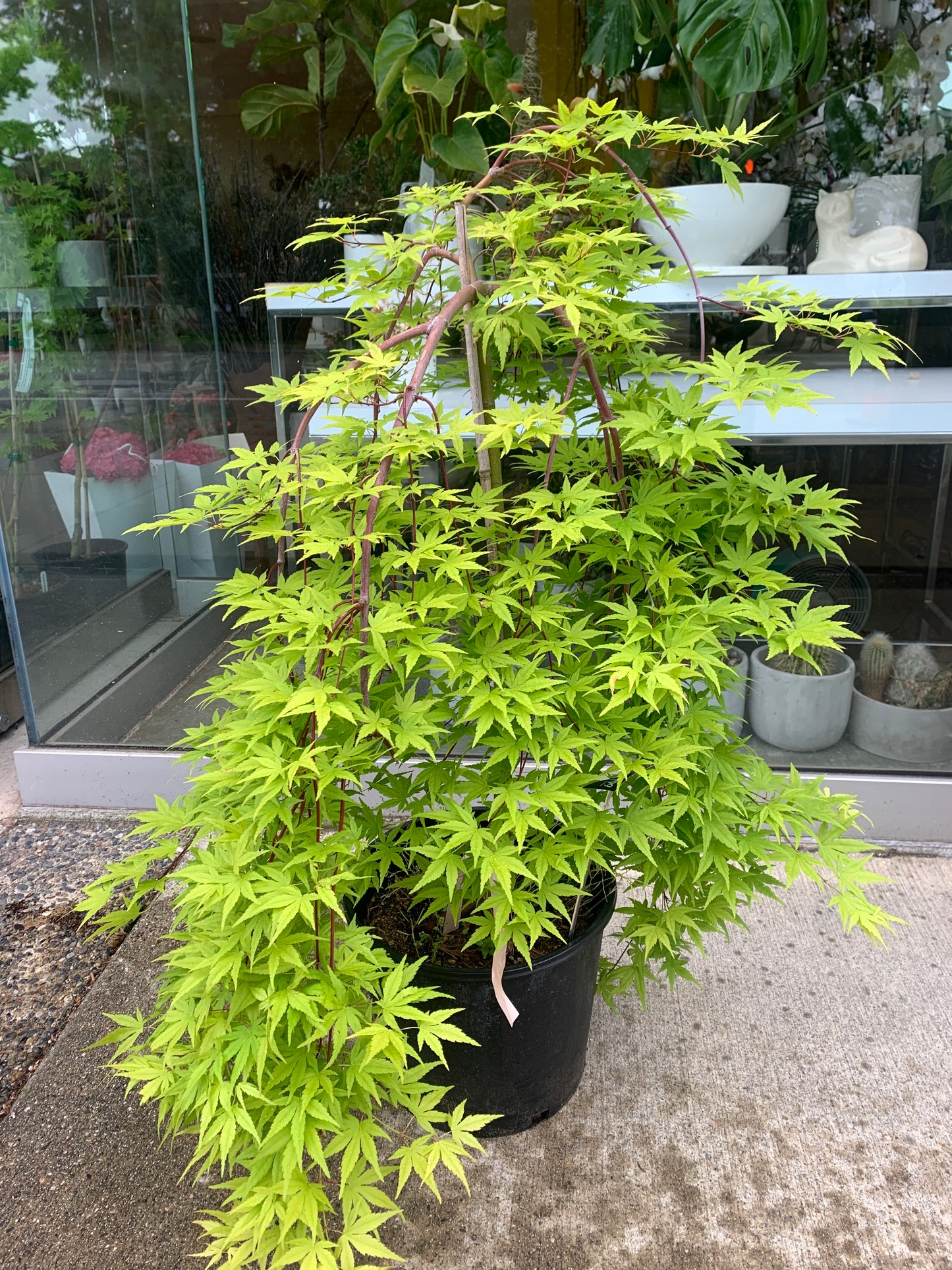 Acer palmatum dissectum 'Ryusen' – Weeping Japanese Maple