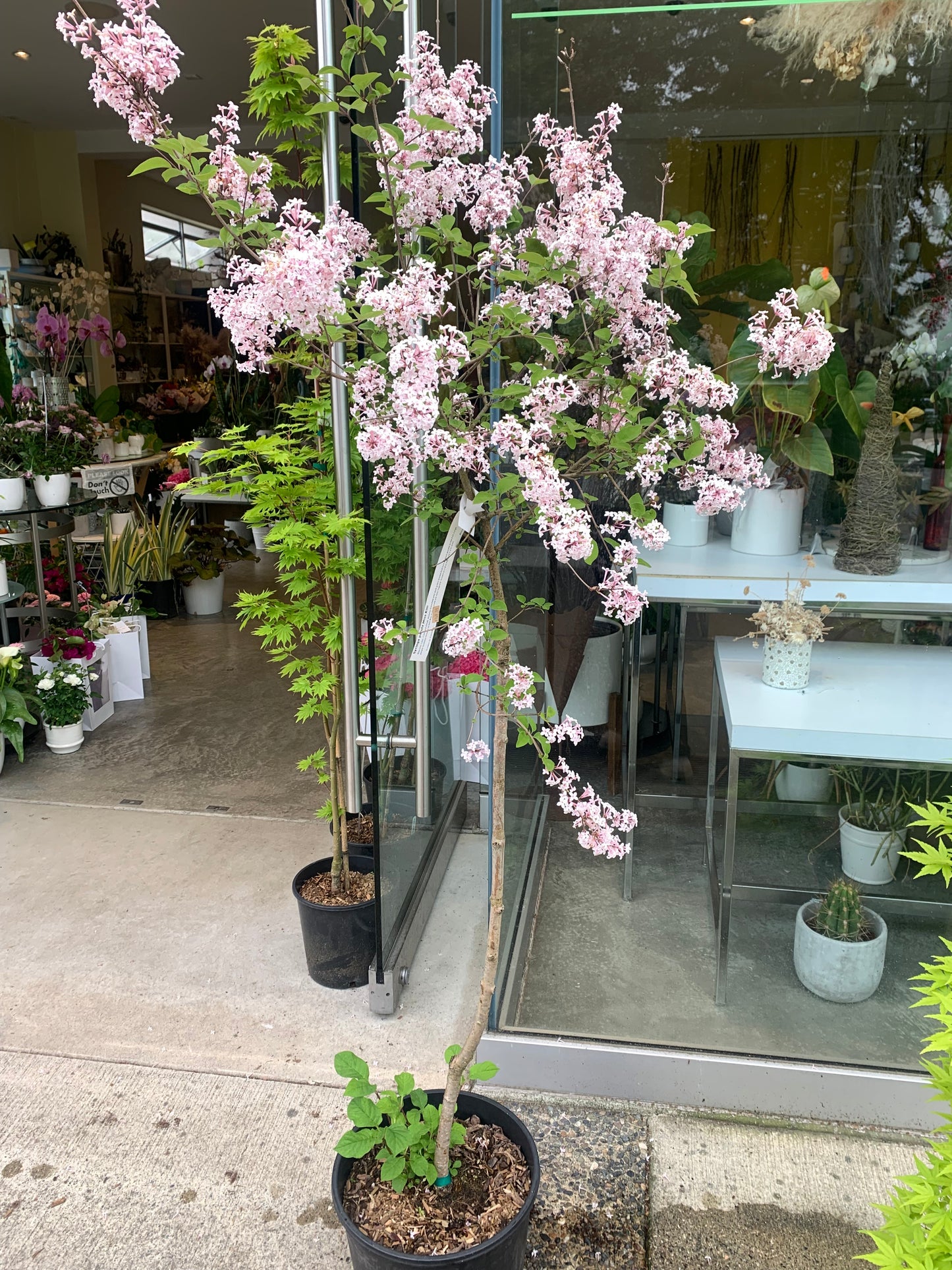 Syringa patula 'Miss Kim' – Compact Fragrant Lilac (Standard Form)
