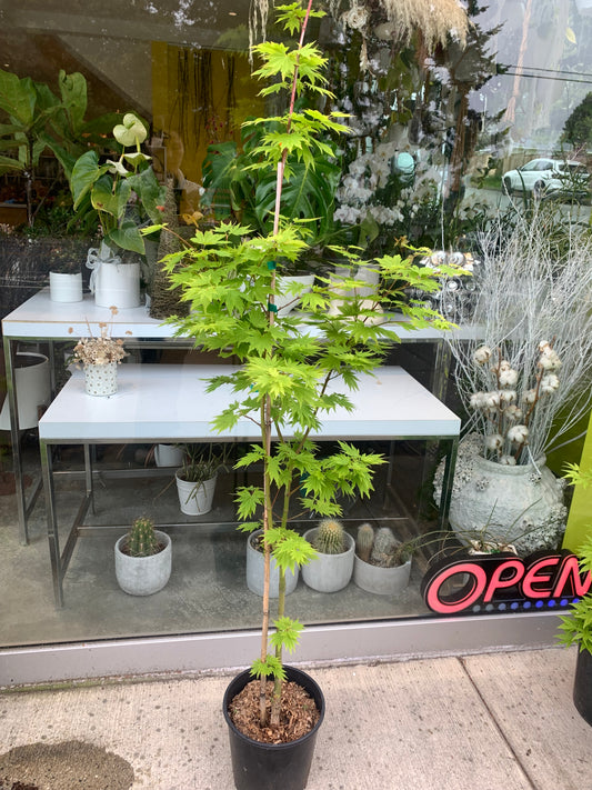 Acer shirasawanum 'Tenuifolium' – Full Moon Japanese Maple