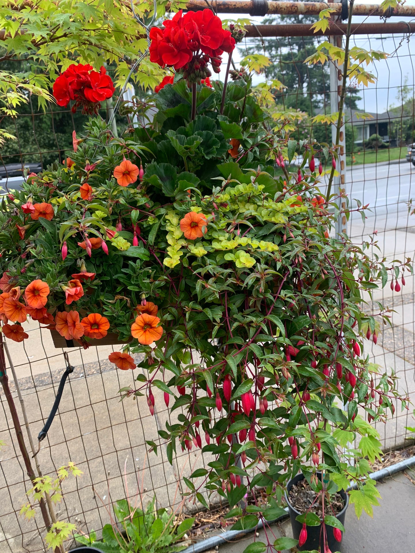 Cedar Hanging Basket – Summer to Fall Blooms