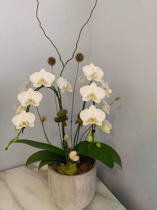 Orchid Hug-a-Bloom